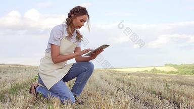女人农民稻草他聪明的农业坐着农田微笑数字平板电脑女农学家专家研究监控分析数据农业综合企业高加索人工人农业场